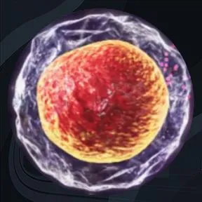 immune system