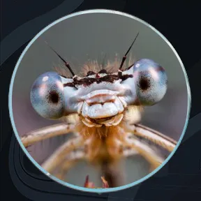 insects