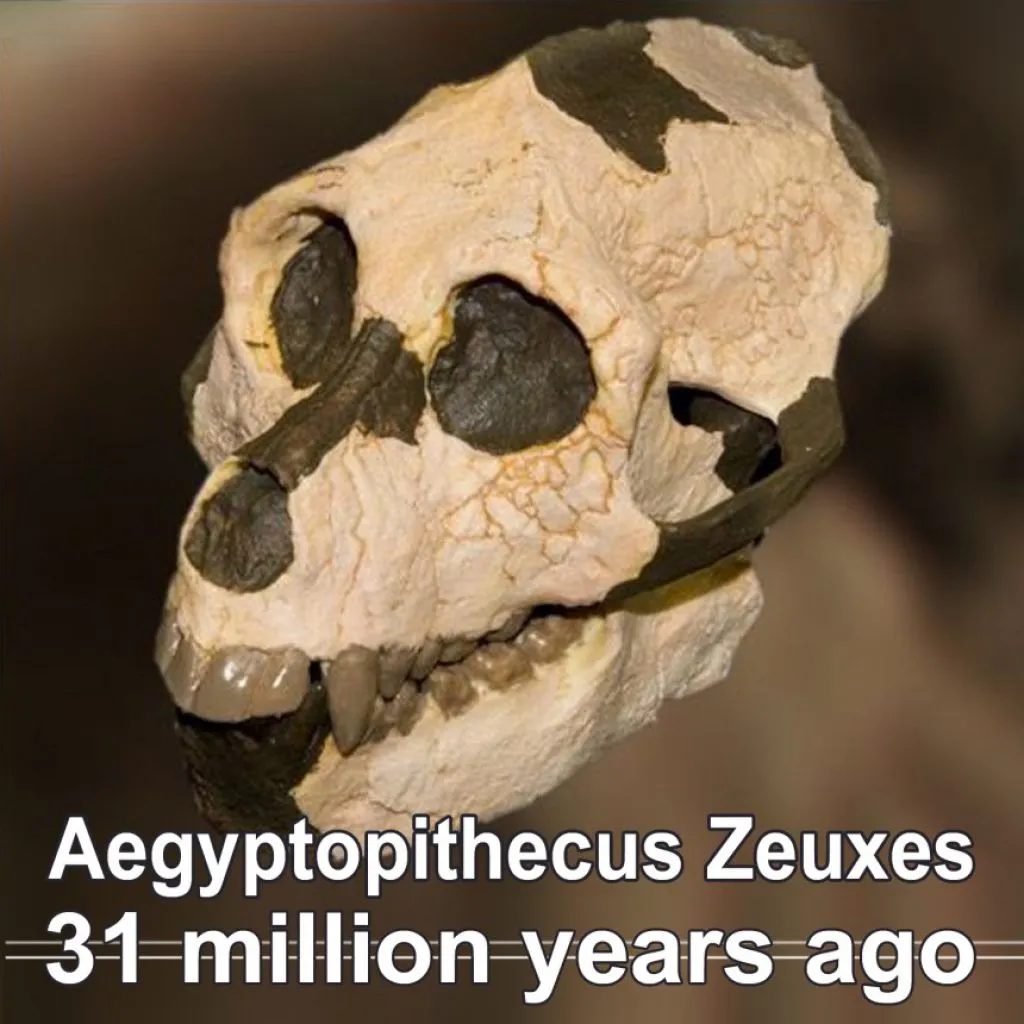 aegyptopithecus-zeuxis