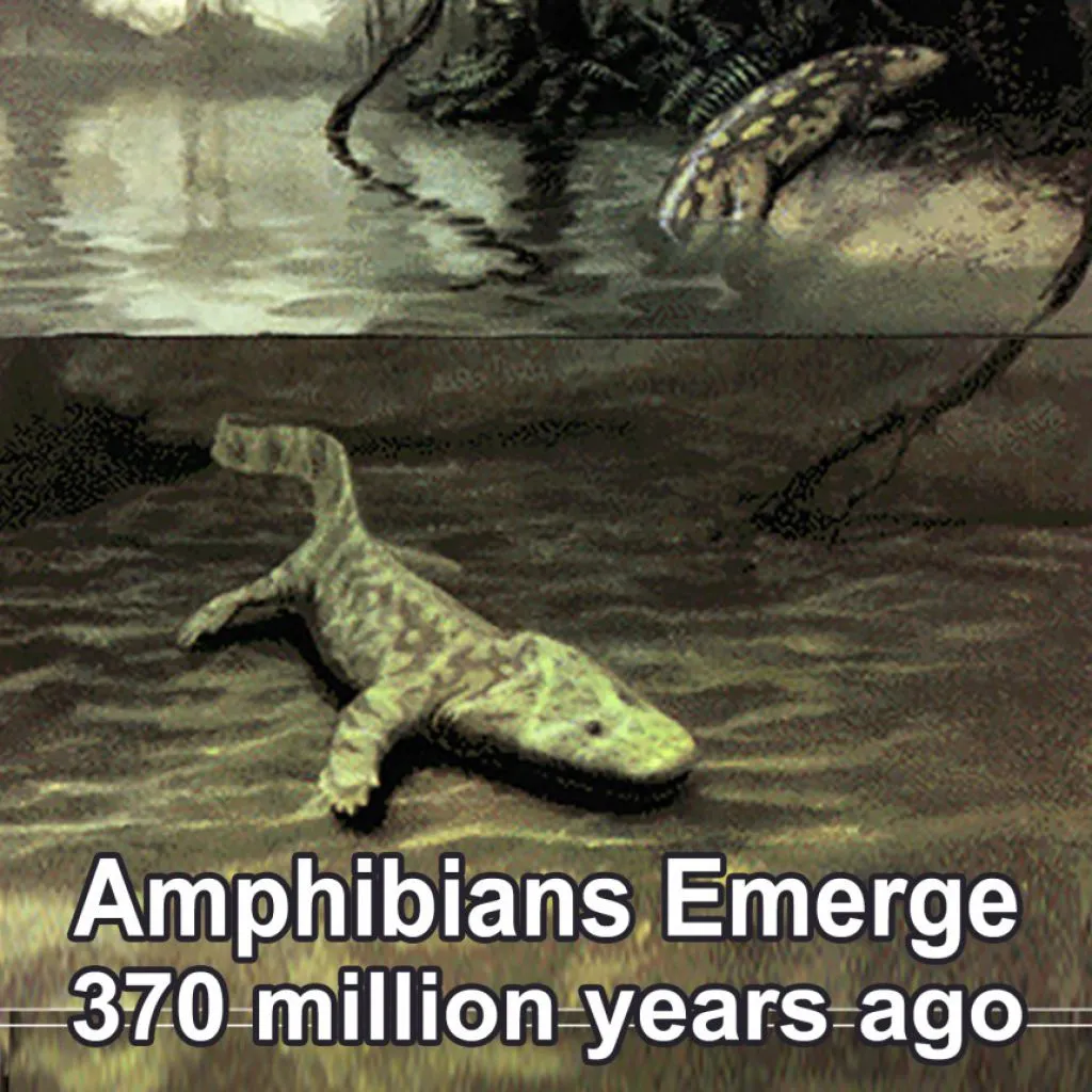 amphibians-emerge-from-the-water