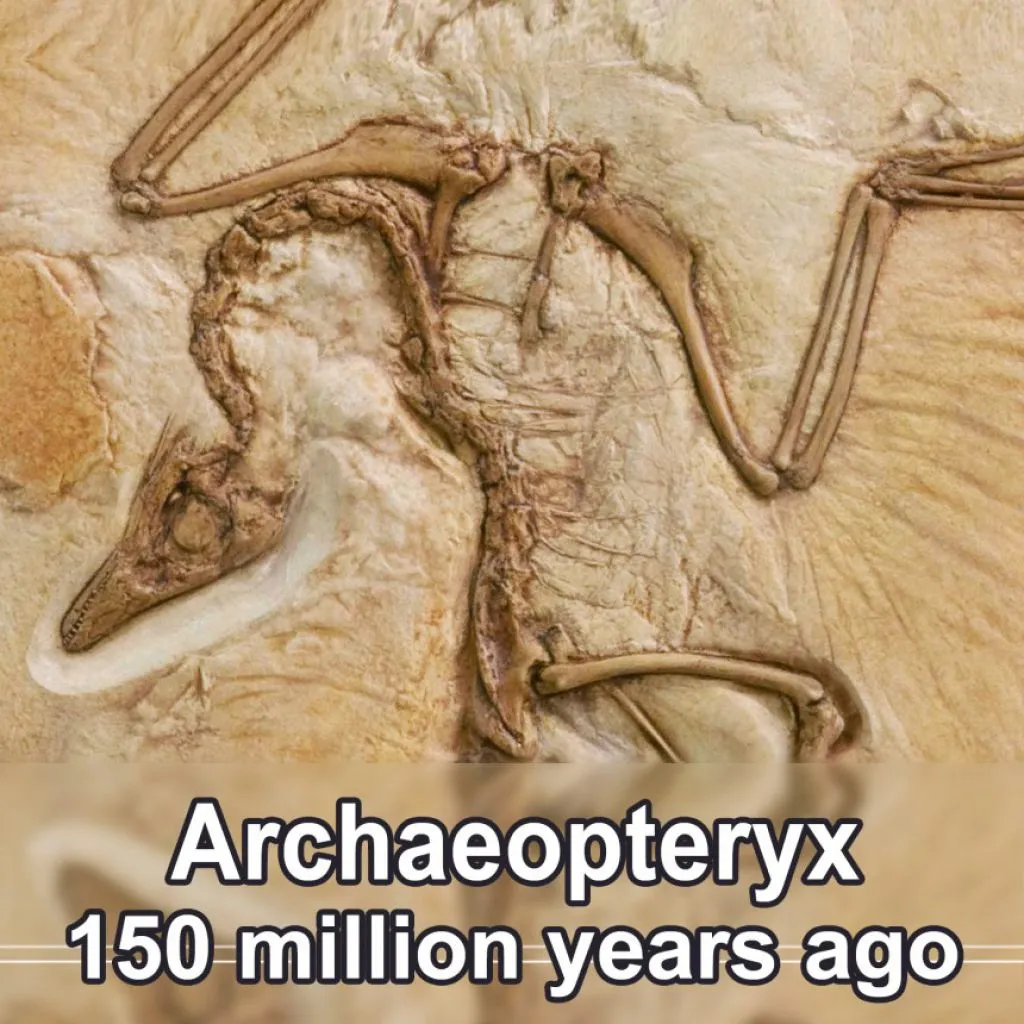 archaeopteryx