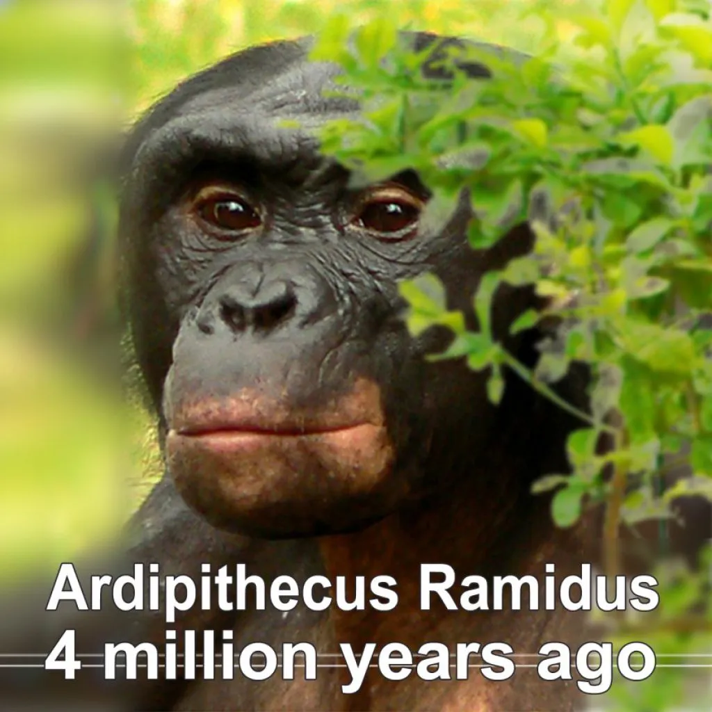 ardipithecus-ramidus