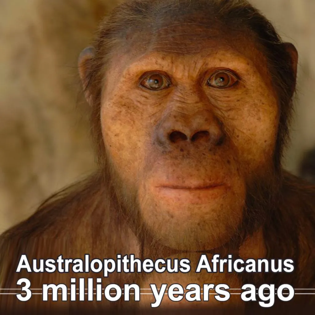 australopithecus-africanus