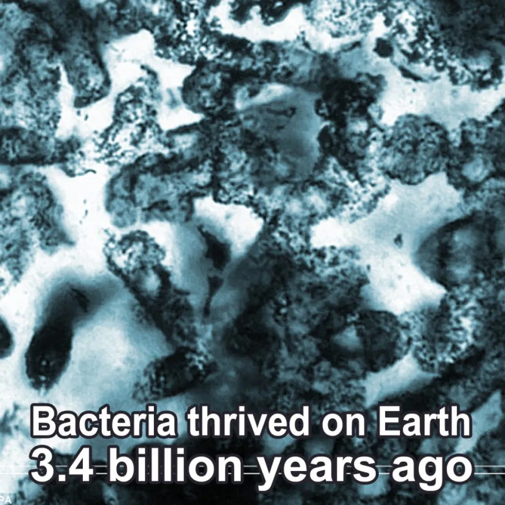 bacteria-thrived-on-earth