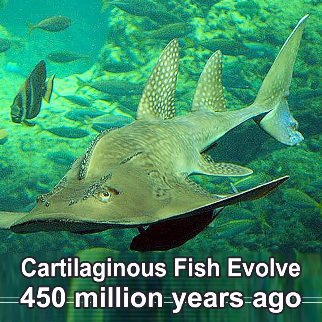cartilaginous-fish-evolve