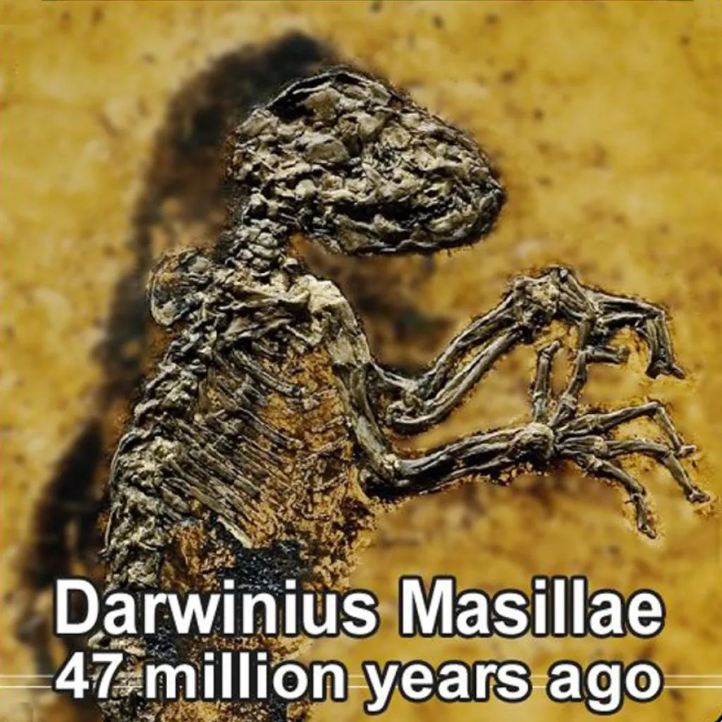 darwinius-masillae