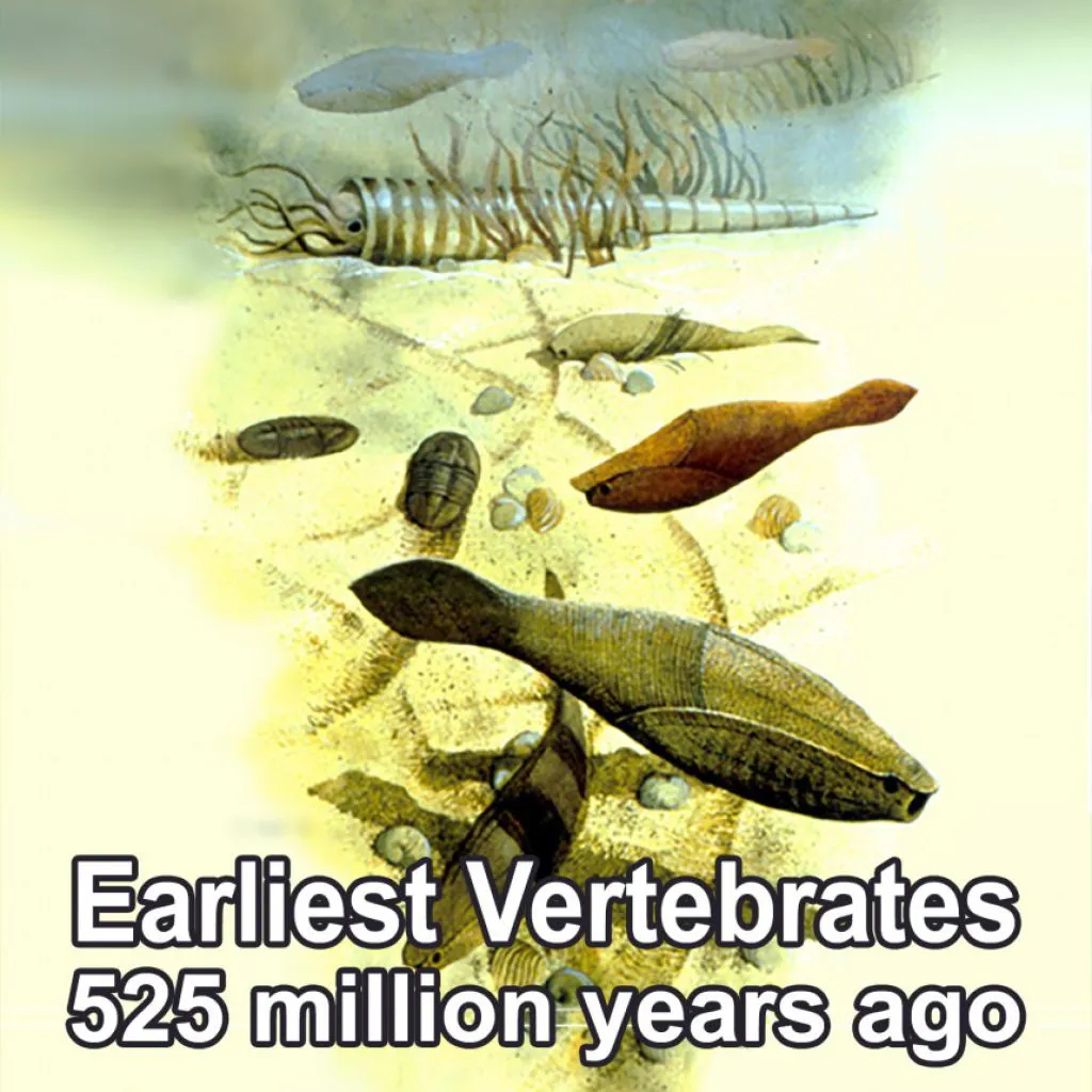 earliest-vertebrates