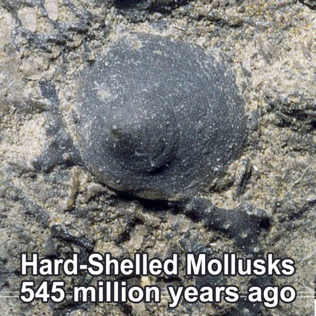 hard-shelled-mollusks