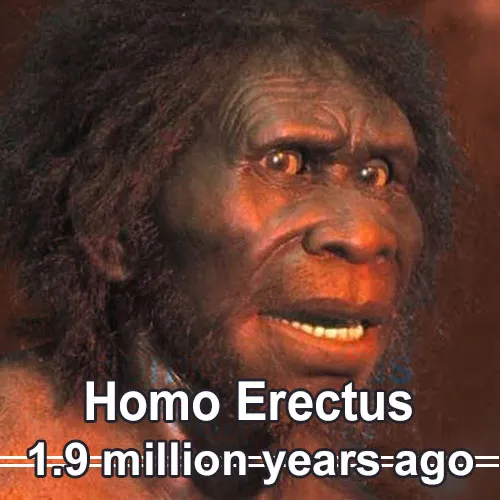 homo-erectus