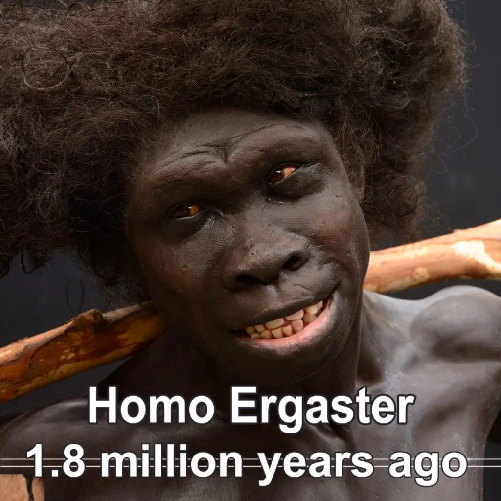homo-ergaster