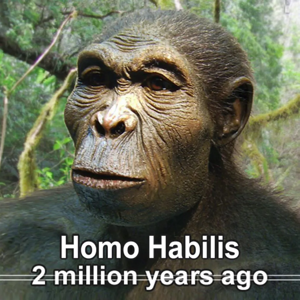 homo-habilis