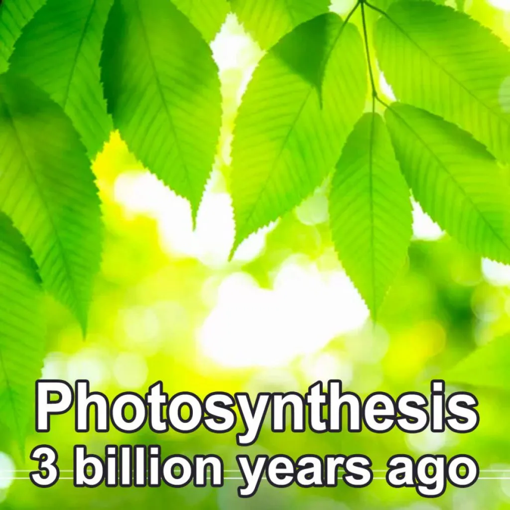 photosynthesis
