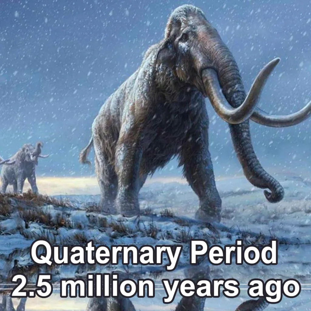 quaternary-period