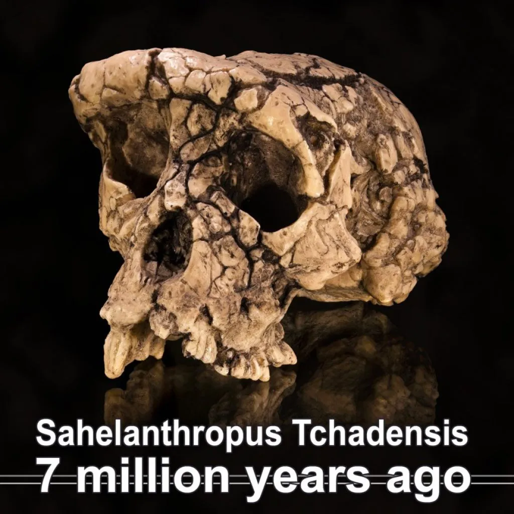 sahelanthropus-tchadensis