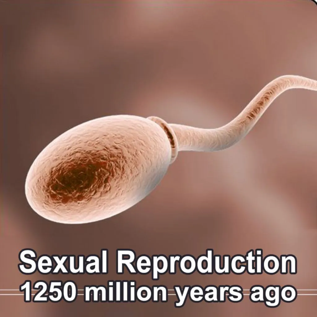 sexual-reproduction