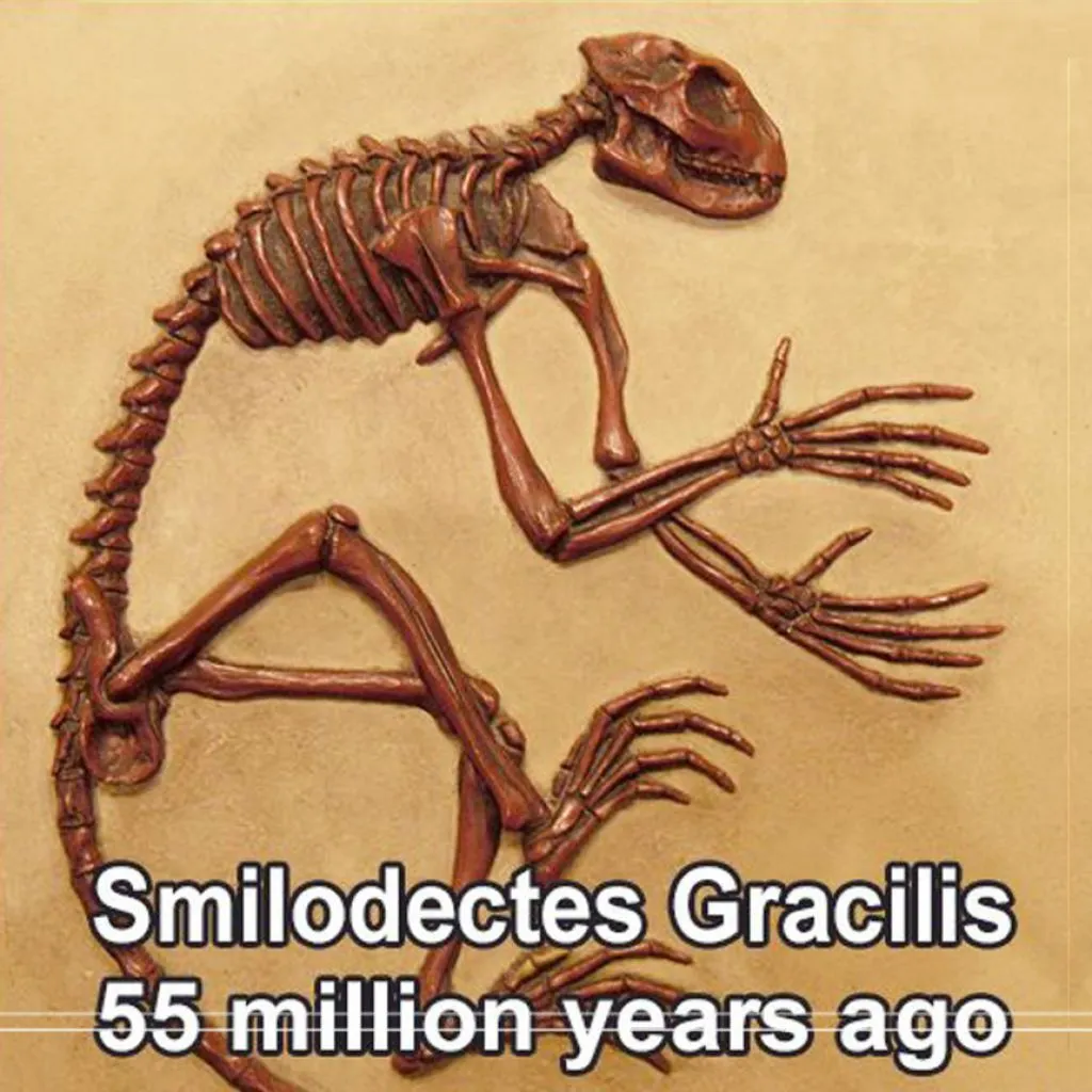 smilodectes-gracilis