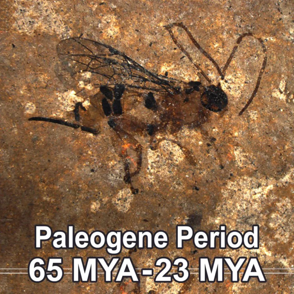 the-paleogene-period
