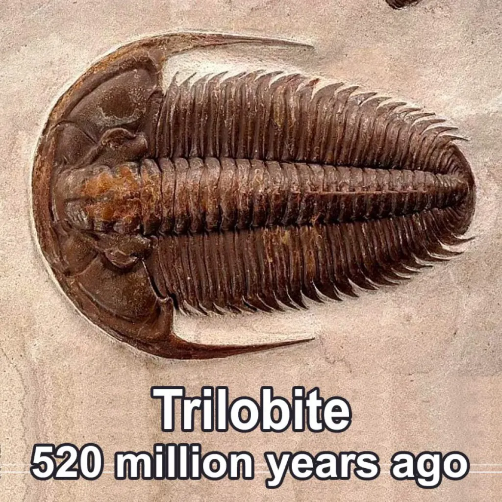 trilobite