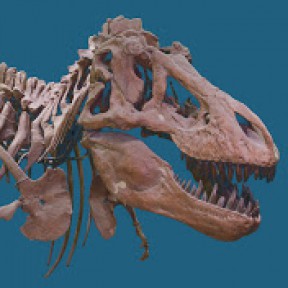 museum-of-natural-history