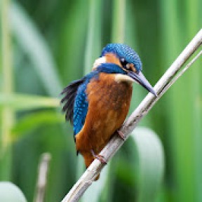 natural-world-facts