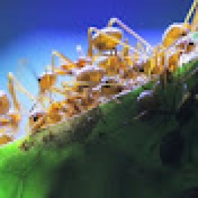 antscanada