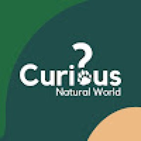 curious-natural-world